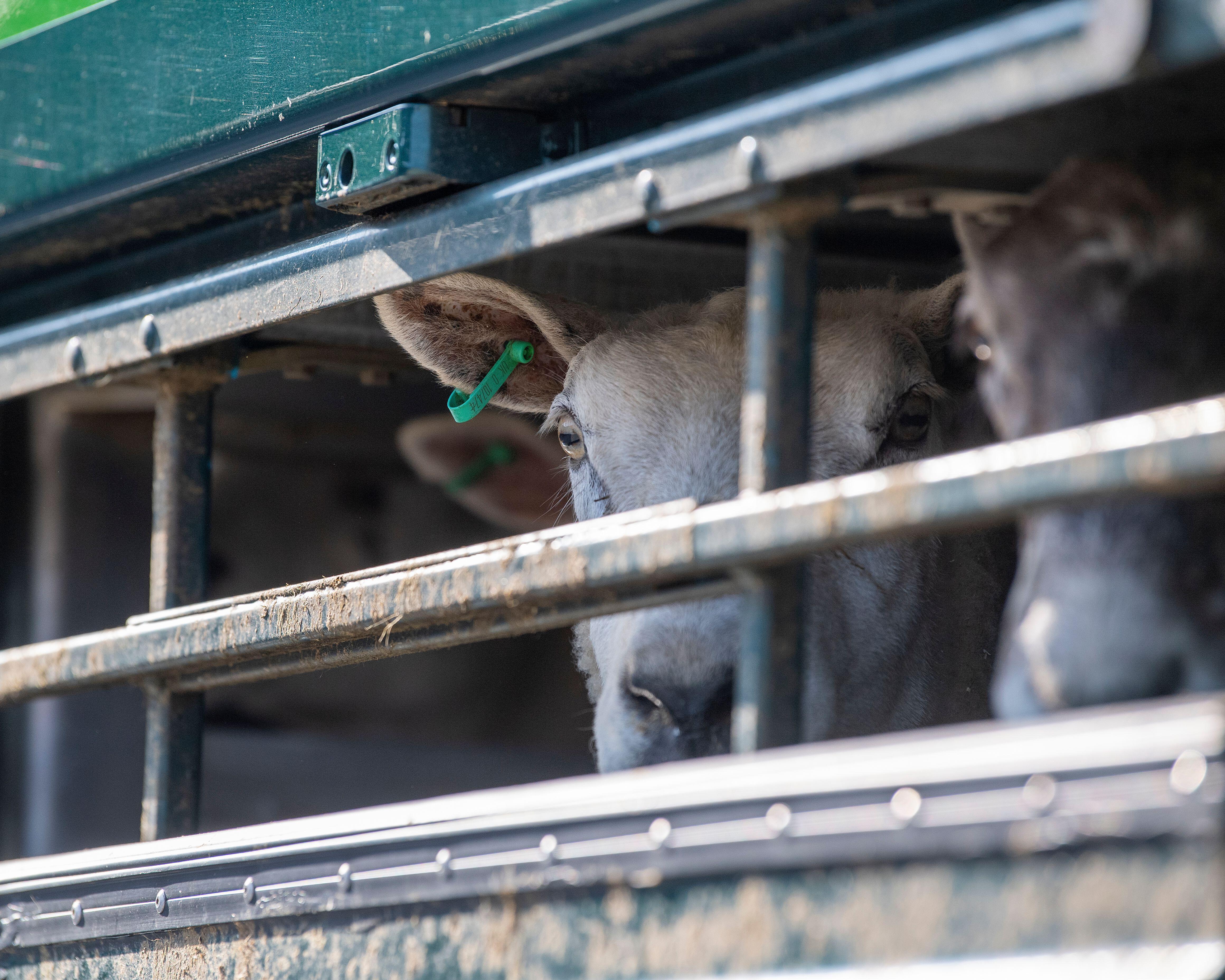 EU preparing to offer key concession to UK in new post-Brexit agricultural deal