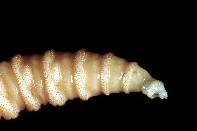 Flesh-eating screwworms feast on humans in Mexico; human cases top 500