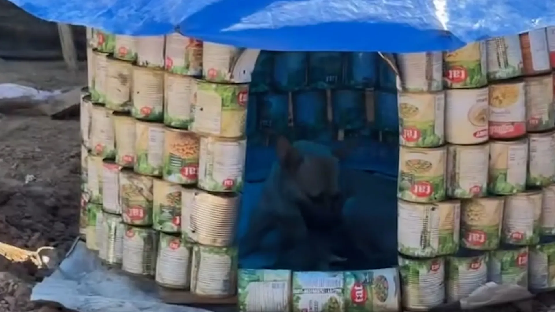 Gaza engineer builds animal shelters out of empty cans