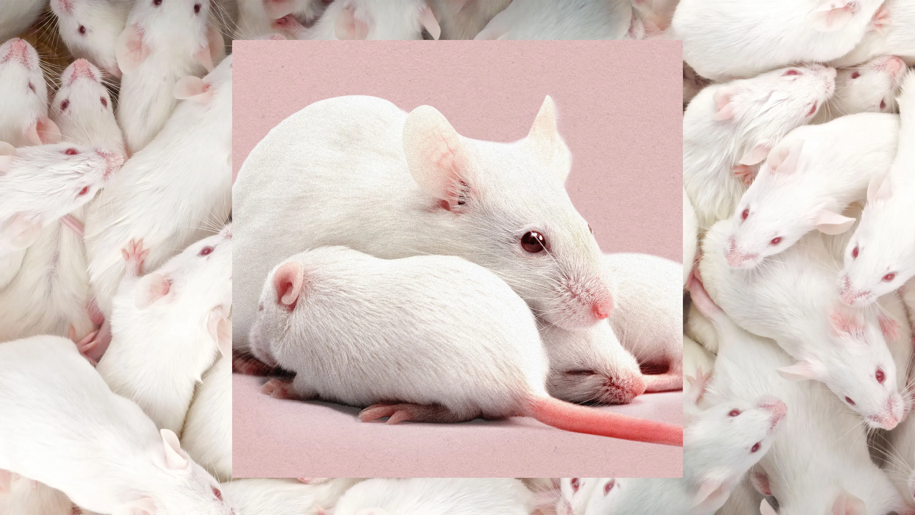 Scientists just created female clones of male mice