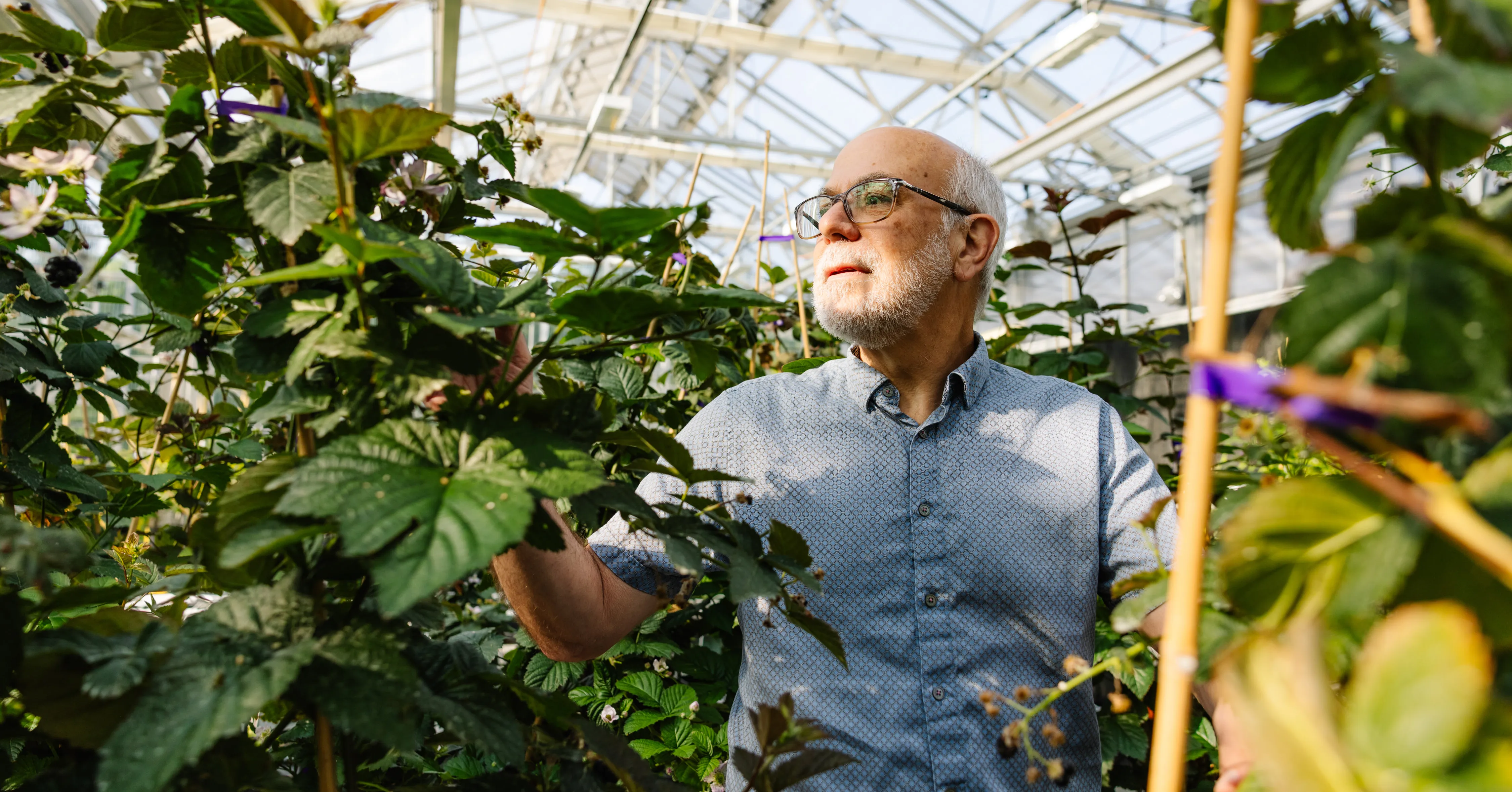 Seedless Blackberries and Cherries That Grow on Bushes Vie to Be the Future of Food