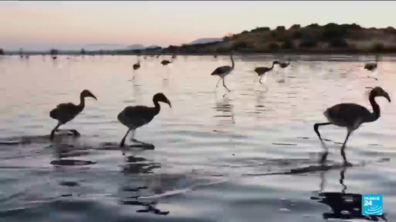 Spain's annual flamingo ringing begins