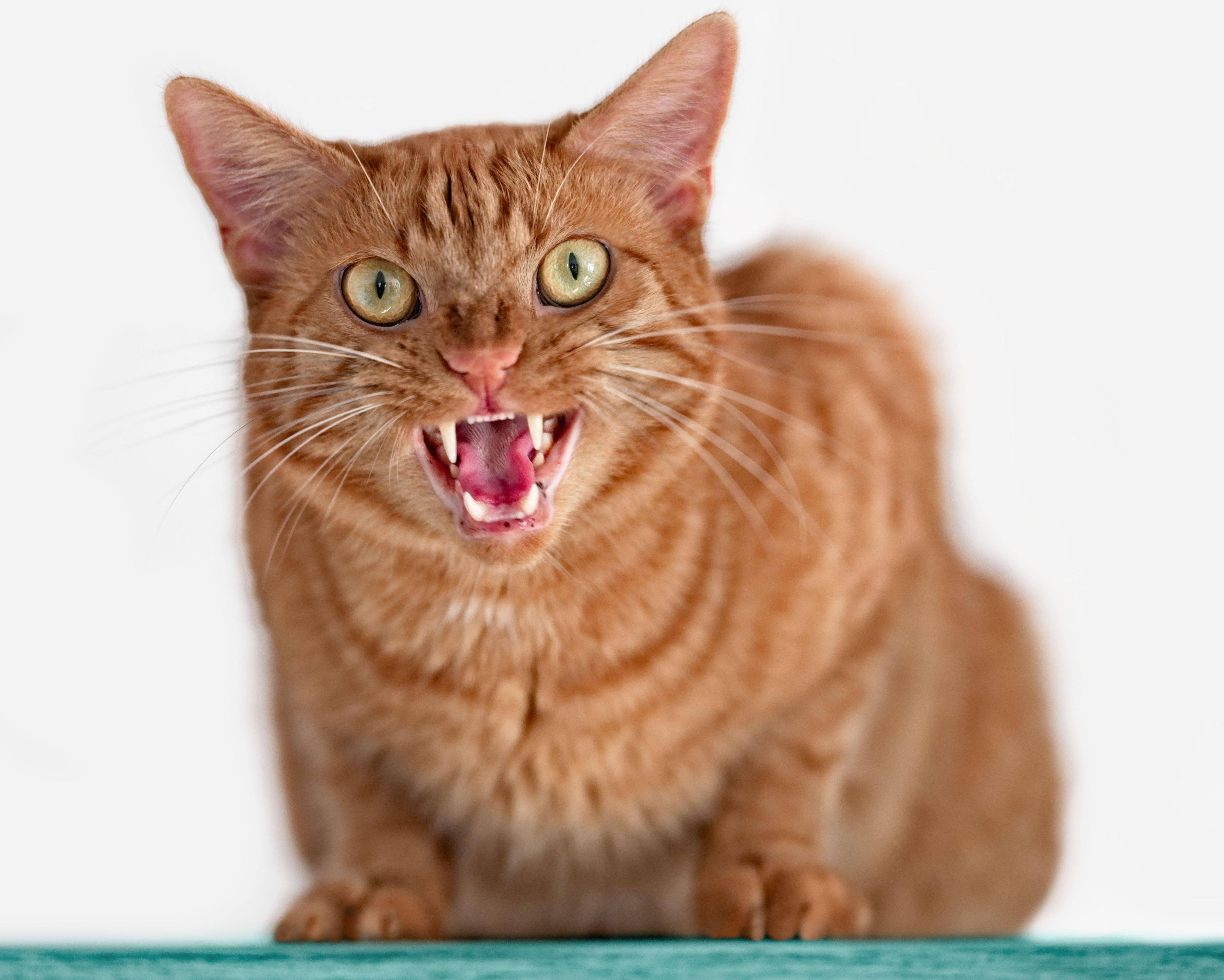 Australia has a love-hate relationship with cats – but under all the emotion is a fascinating history | Jodie Stewart