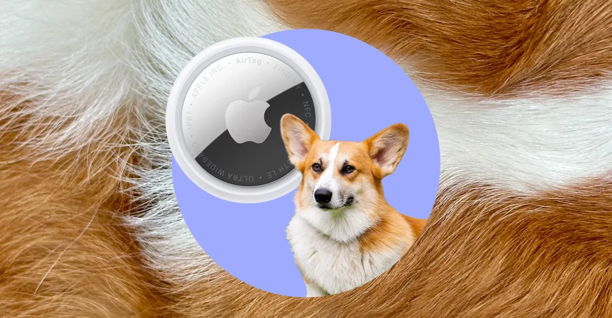 The everyday tech I use to track my corgi