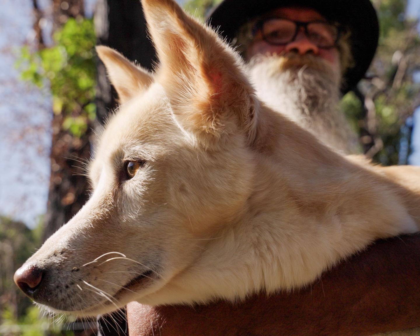 ‘It’s our kinship’: can Australia learn to coexist with dingoes?