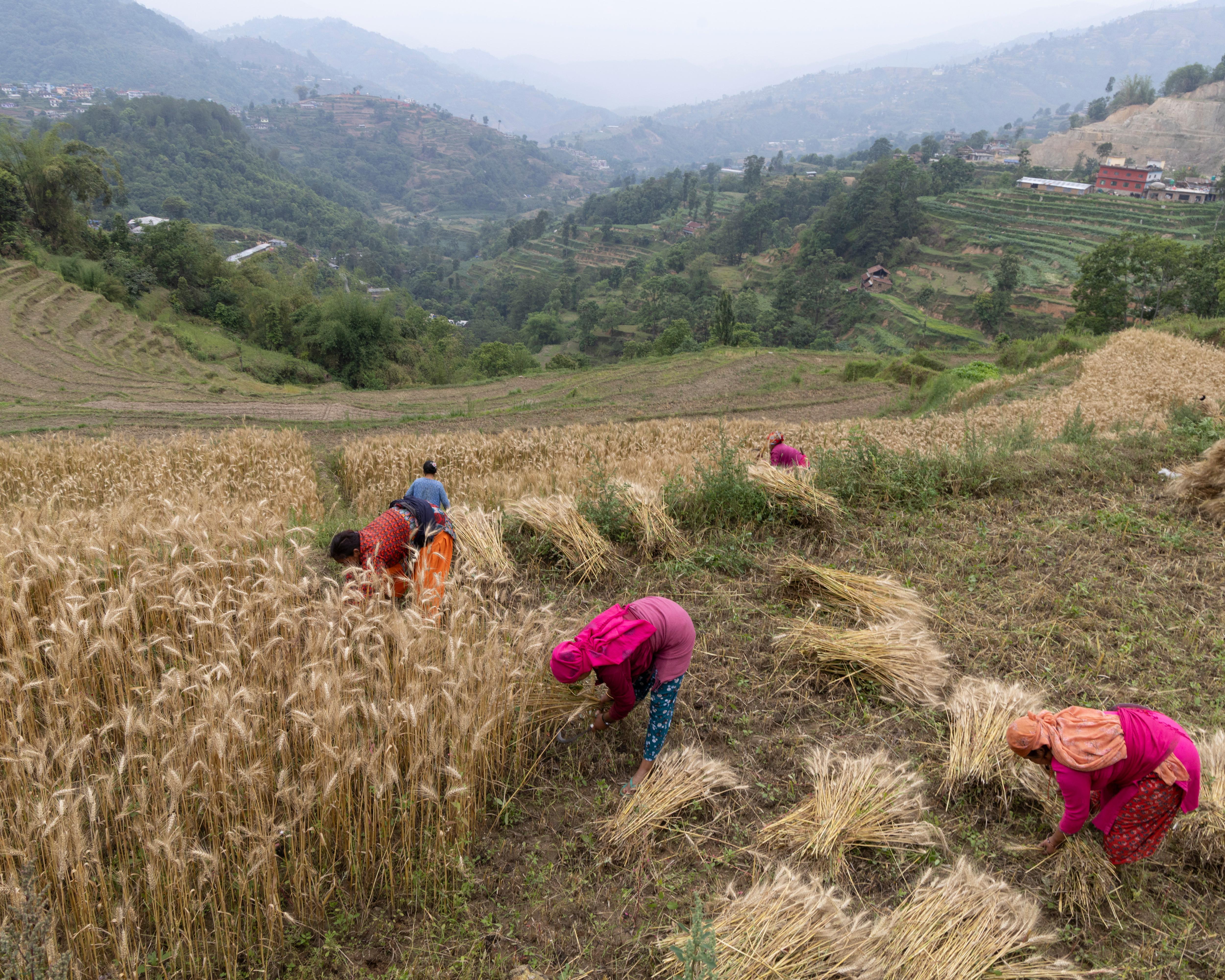 Free up fertiliser supplies to avert global food crisis, Yvette Cooper urges