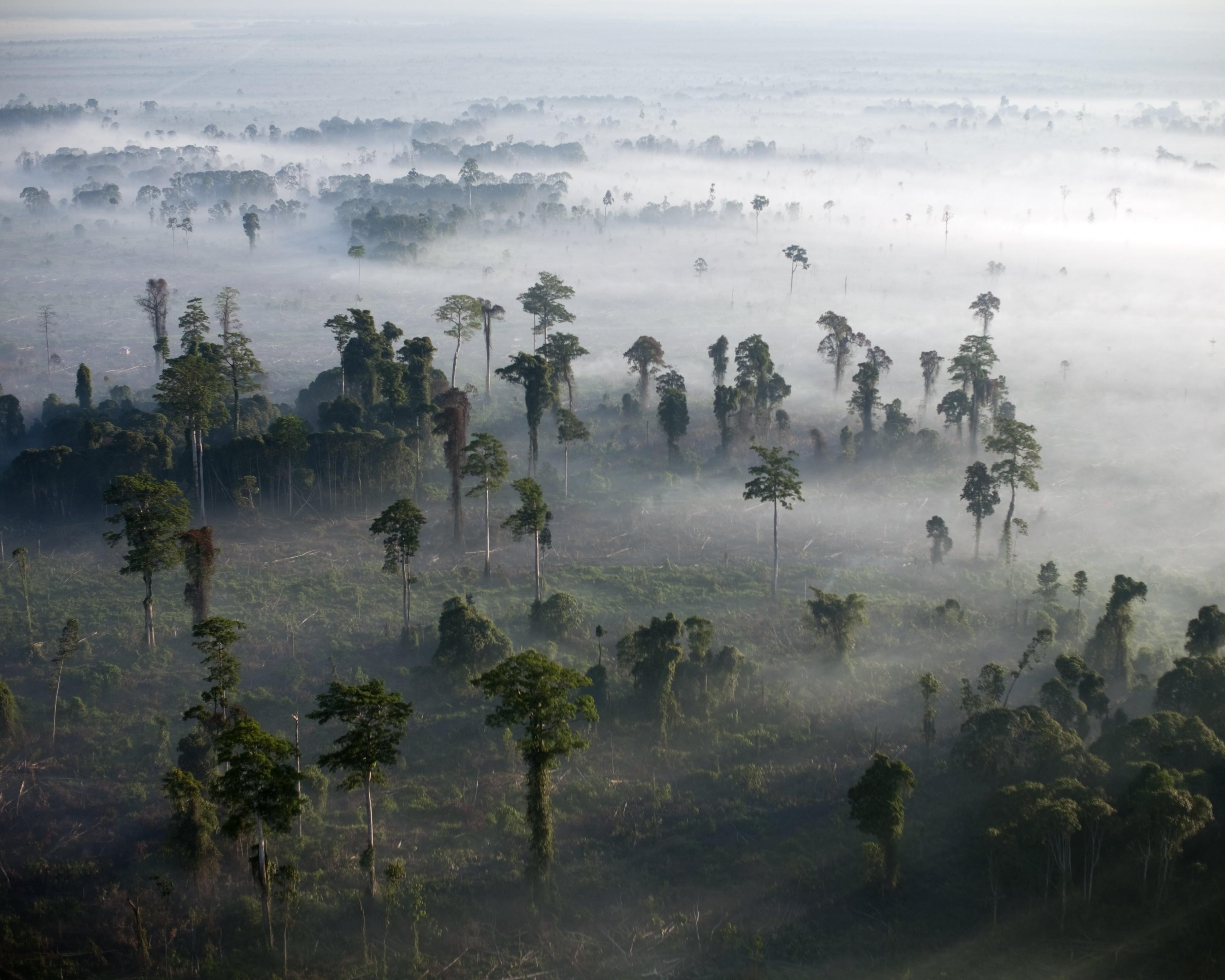 Conservationists alarmed by drastic cuts to key UK fund for global nature protection