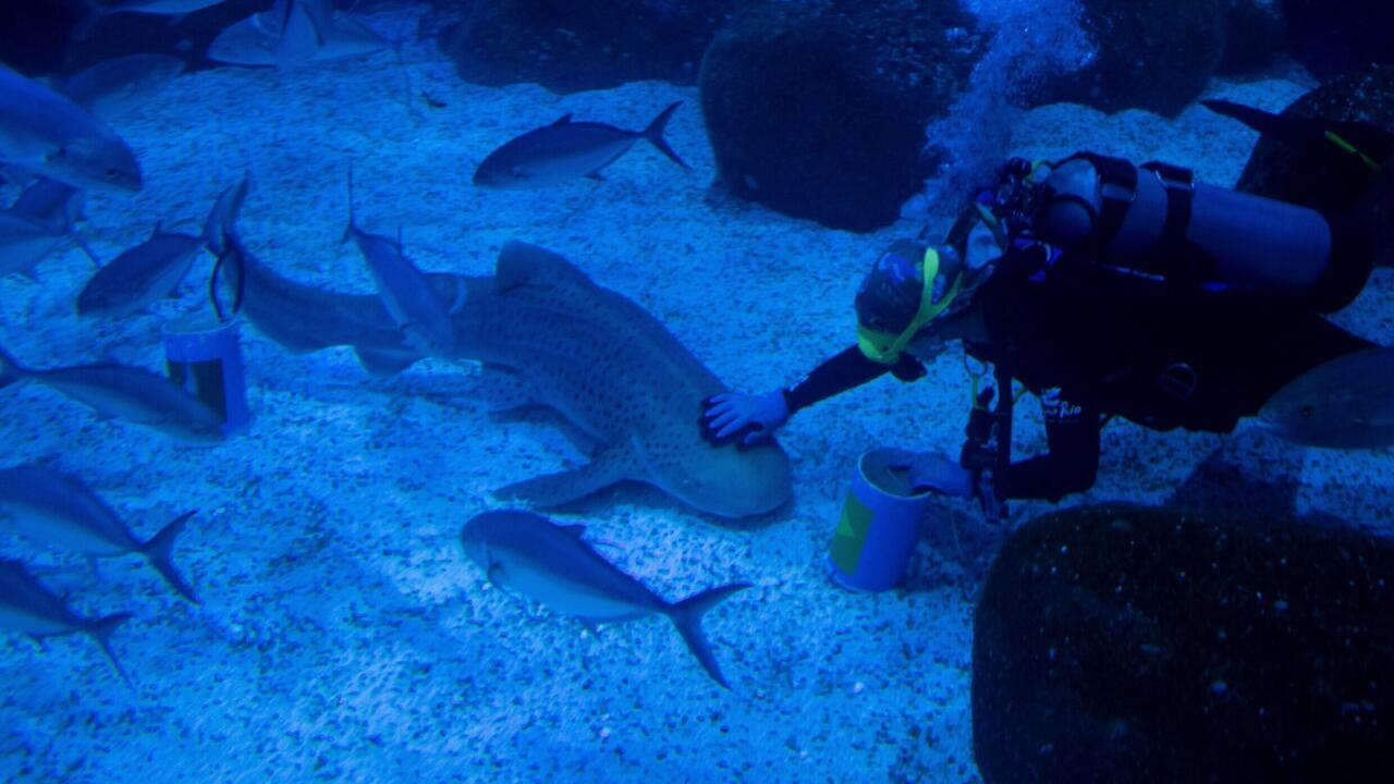 US scientists turn to sharks for help with hurricane prediction