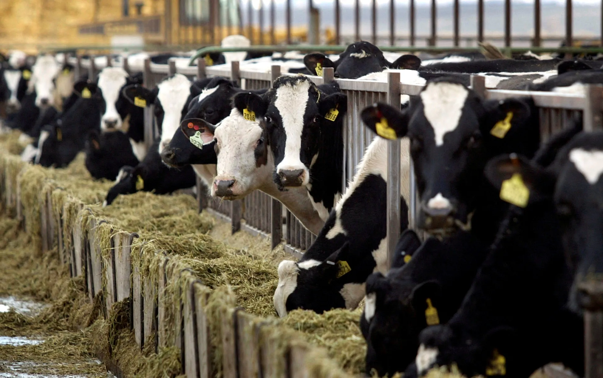 Why choosing low-fat dairy is not necessarily better for your health