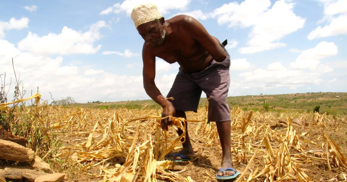 Farmer harvesting dried maize in a sunlit field beneath a partly cloudy sky