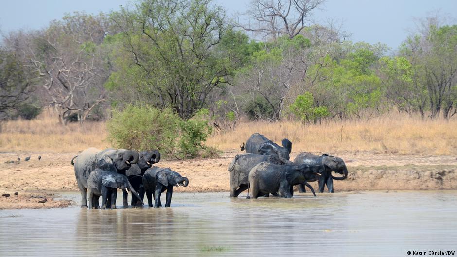 Elephants gather at the edge of a waterhole in a dry, wooded savanna.