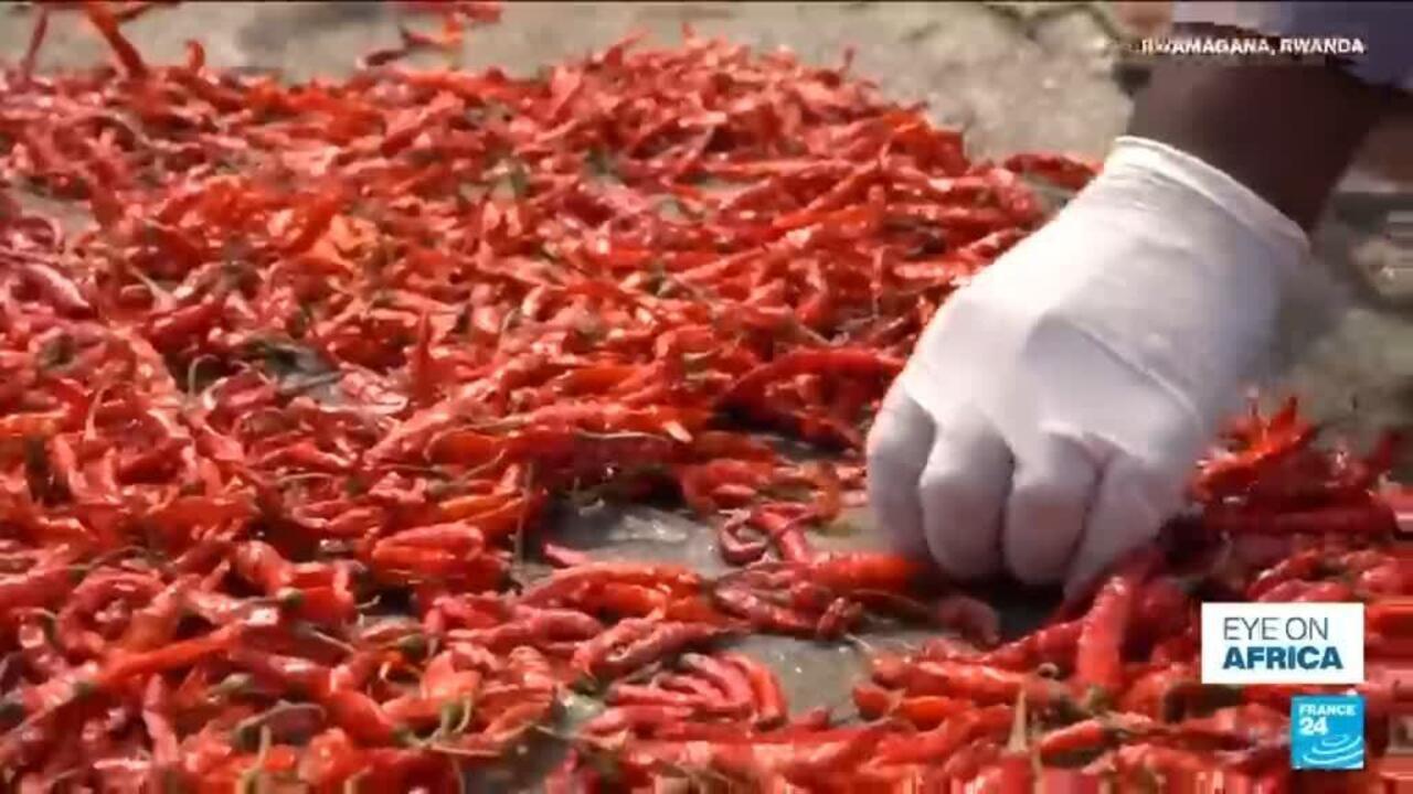 Gloved hand sorting red chili peppers spread across a drying surface.
