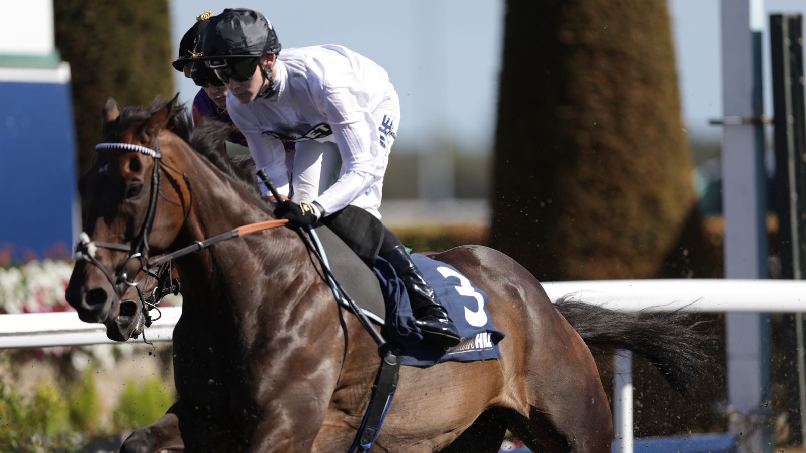 Jockey in white silks rides a numbered three racehorse during a flat race