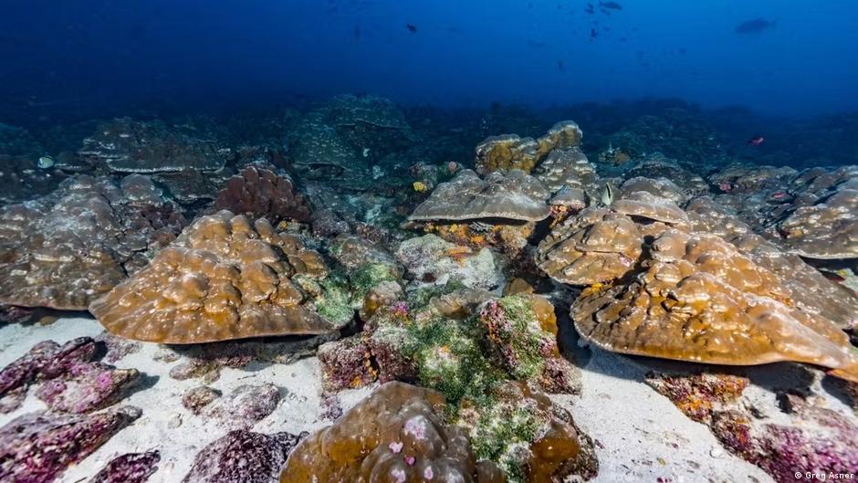 Underwater coral reef with large brown corals, algae-covered rocks, and blue water