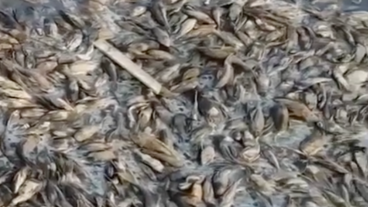 A dense mass of dead fish covers the surface of shallow, murky water.