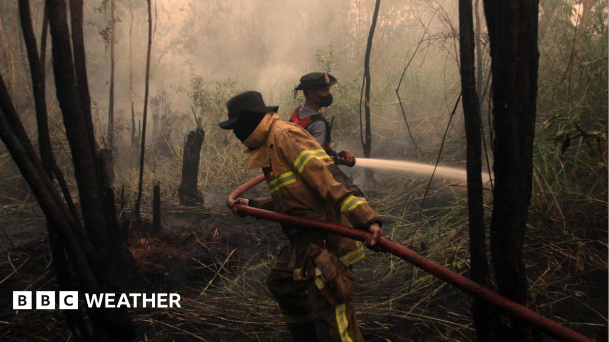 Firefighters spray water through smoke and charred vegetation in a burned forest.