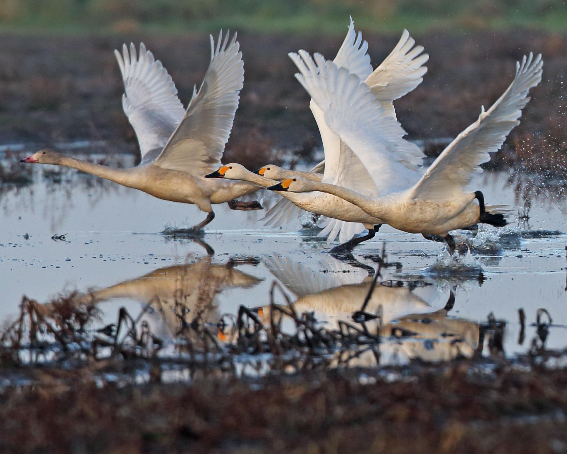 Four white swans run across shallow water with wings outstretched, splashing and reflecting below.