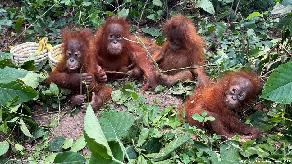 Exotic animal smuggling baffles activists in India
