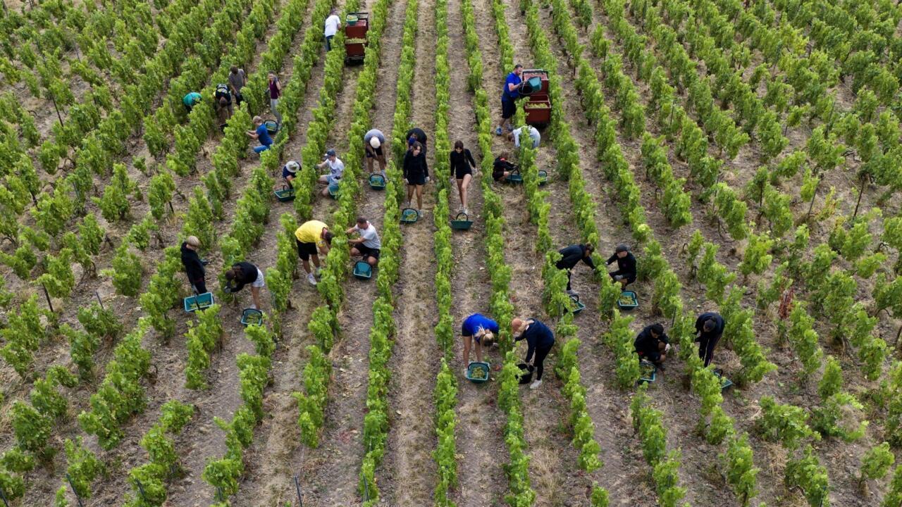 Workers harvest grapes in neat rows of a vineyard viewed from above.