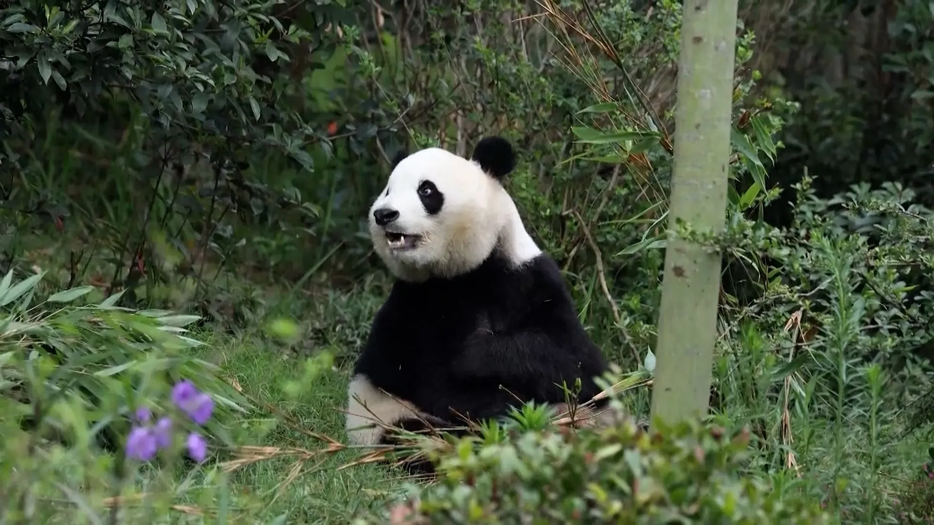 A giant panda sits among dense green foliage, with purple flowers in the foreground.