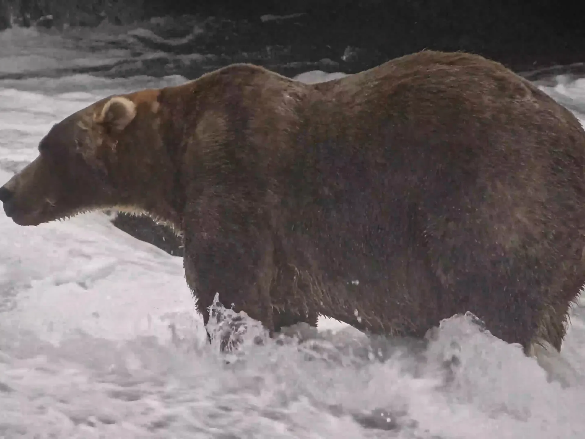 A large brown bear wades through foamy water, its wet fur dark against the pale river.