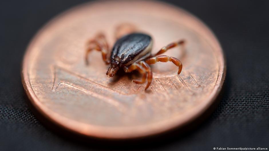 Close-up of a tick on a copper coin against a dark background