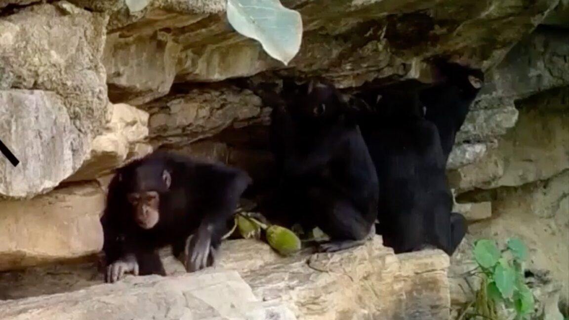 Three chimpanzees sit beneath a rocky overhang, with one holding vegetation near the front.