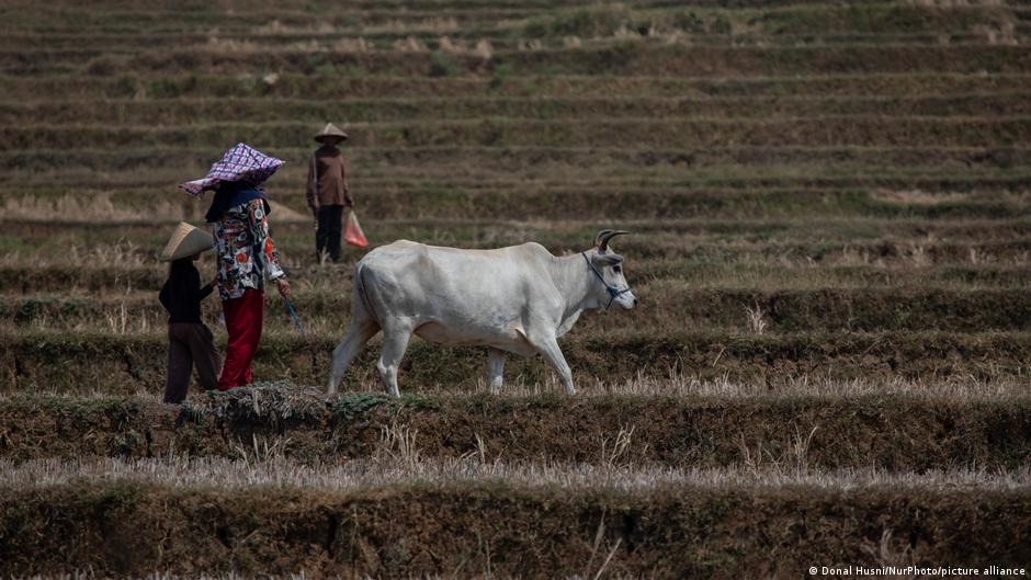 Farmers walk beside a white ox through dry, terraced agricultural fields.
