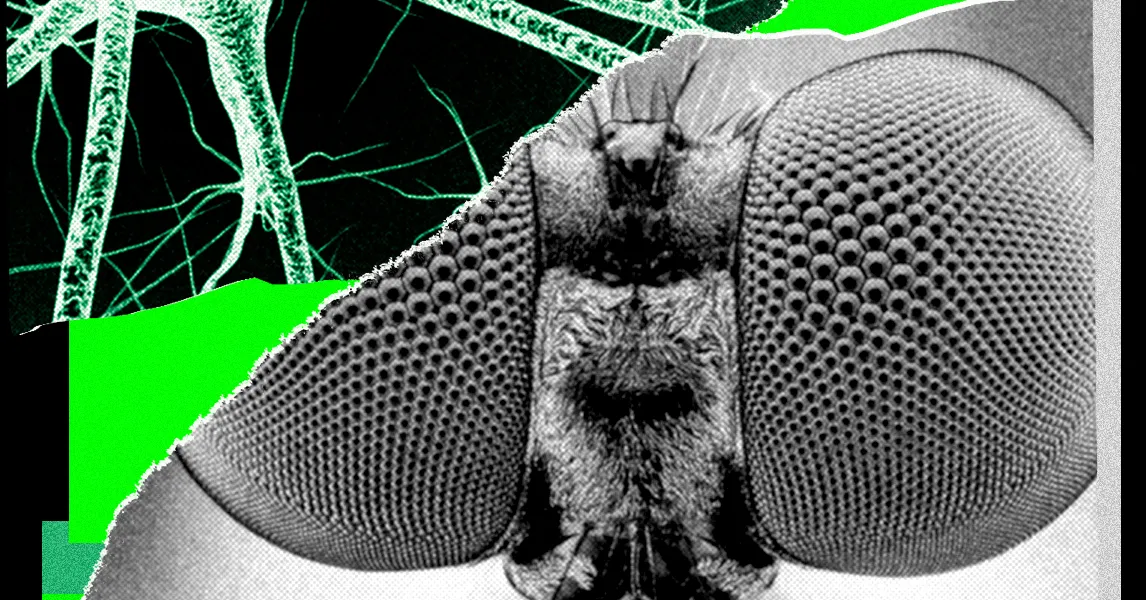 Black-and-white close-up of a fly’s compound eyes and fuzzy head against a neon green collage background