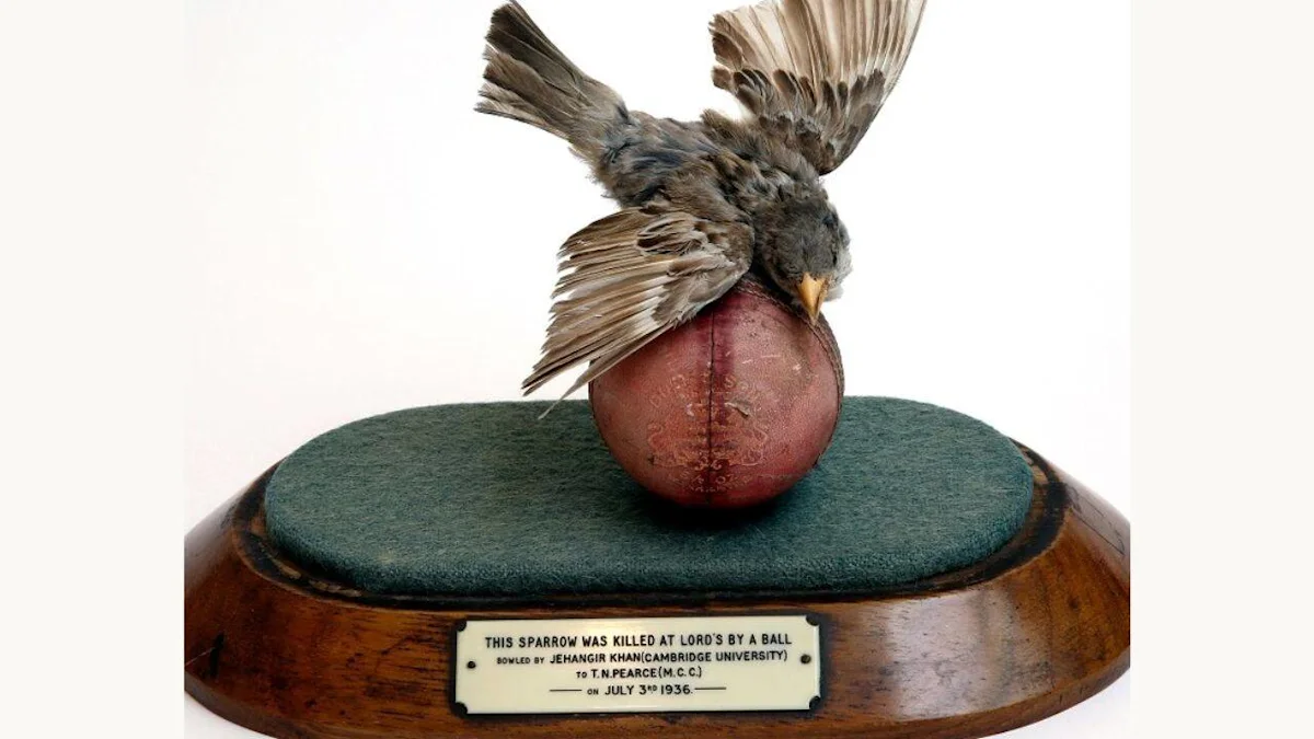 Stuffed sparrow mounted on a red cricket ball atop a wooden display base.