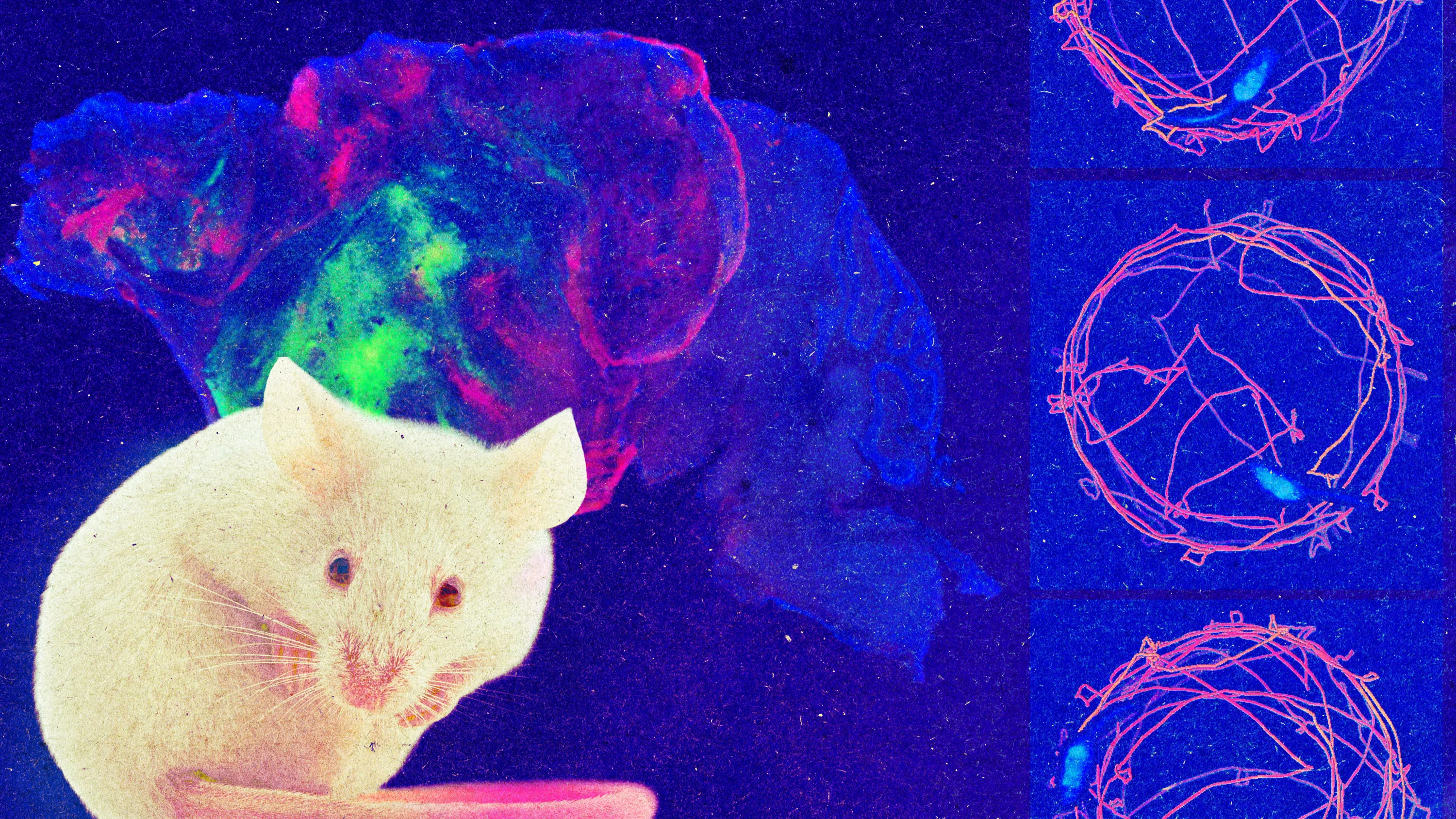 Fluorescently colored mouse brain beside three panels of pink cellular tracings on a blue background.