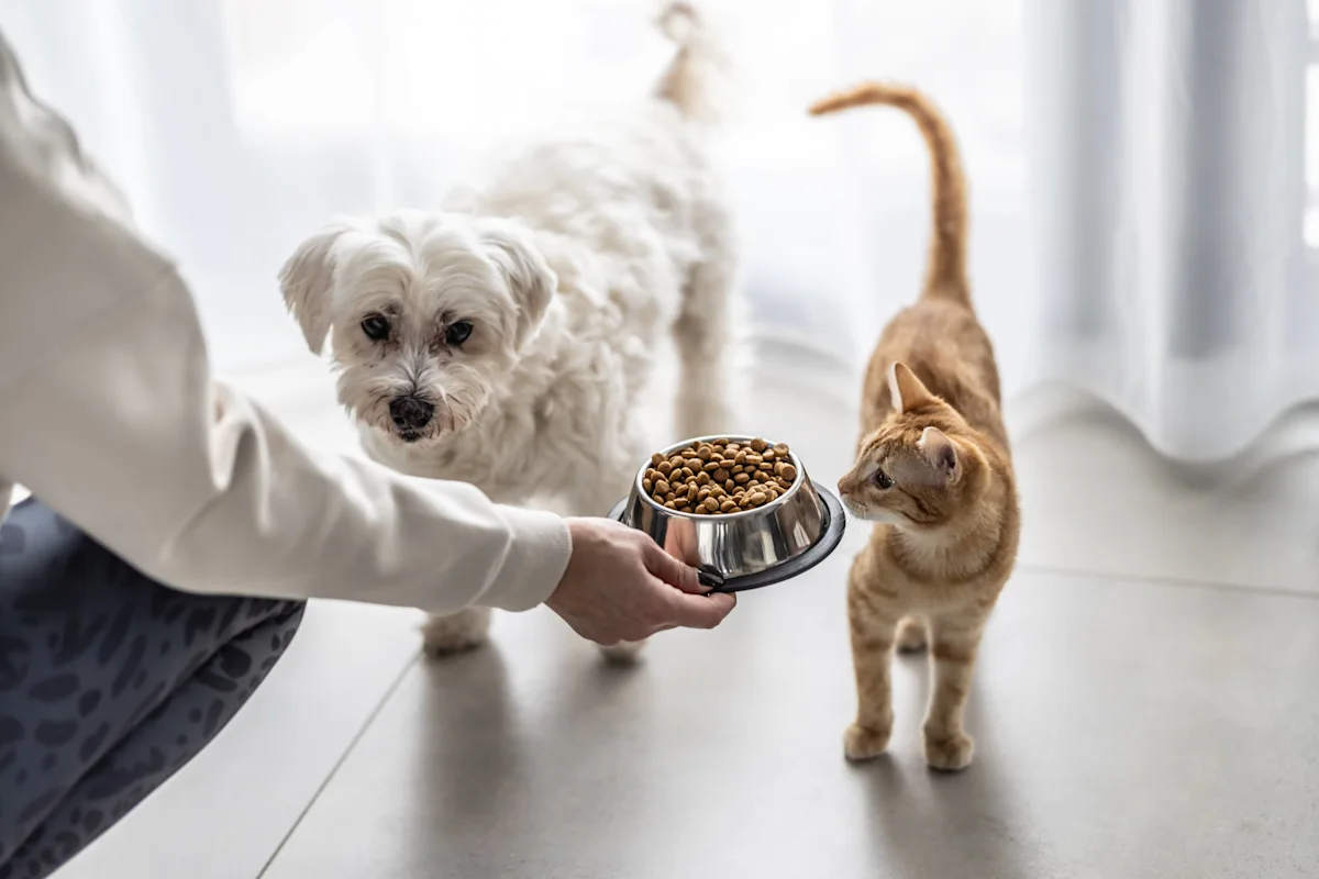 Person holds a bowl of dry pet food toward a small white dog and orange cat.