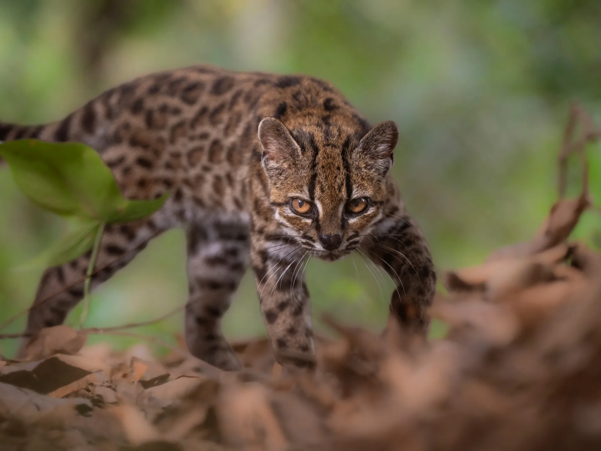 New tiger cat species identified in Bolivia, first in over a century