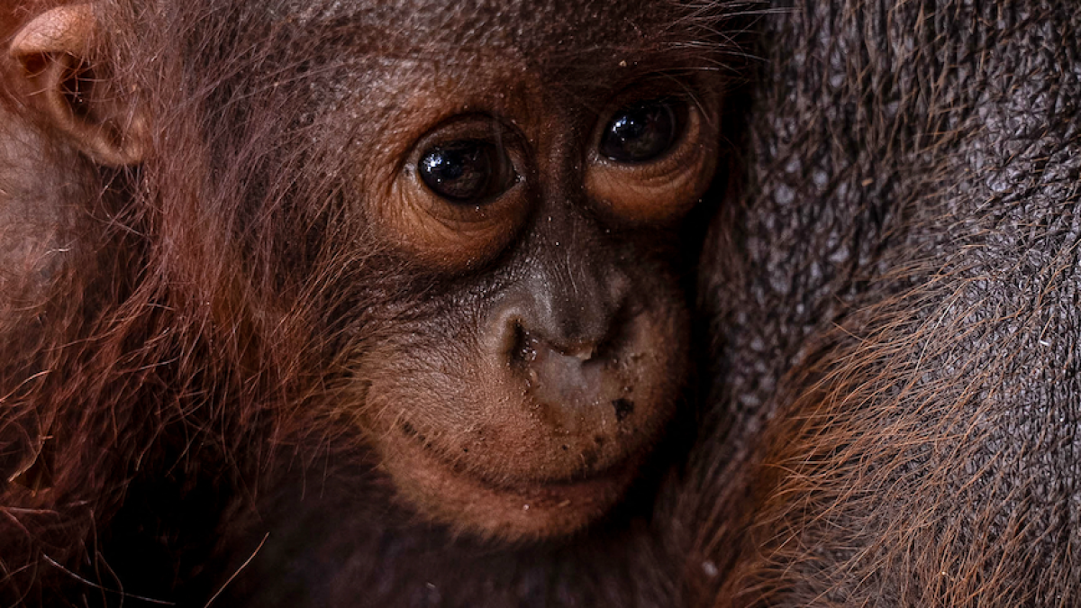 Young orangutan peeks out from behind the thick fur of an adult orangutan.