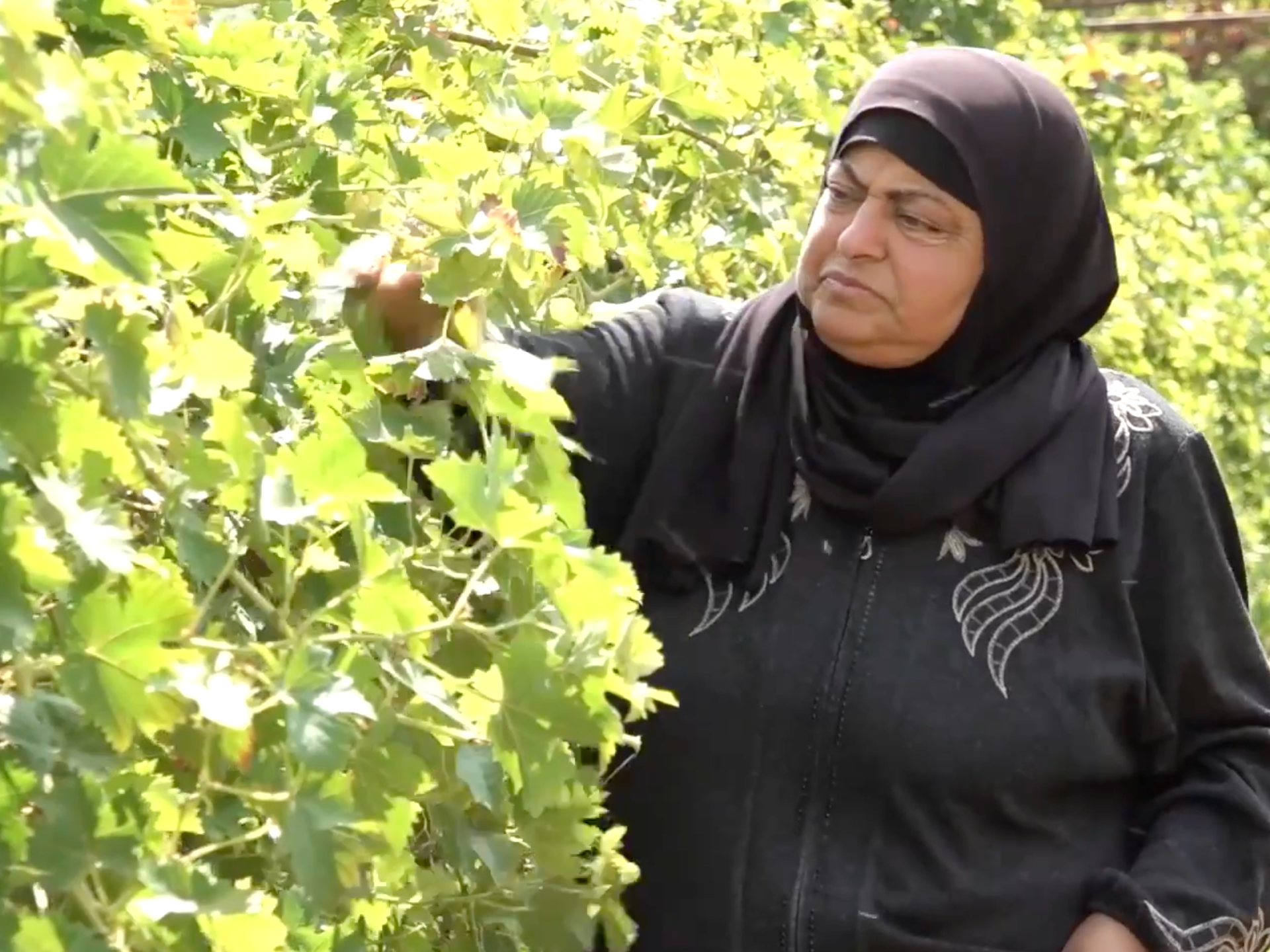 Woman in black headscarf examines grapevine leaves in a sunlit vineyard.