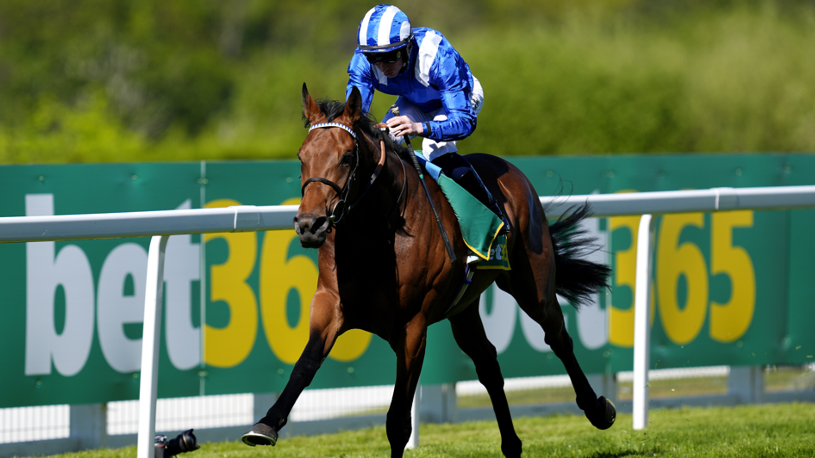 Jockey in blue and white silks riding a brown racehorse along a turf course