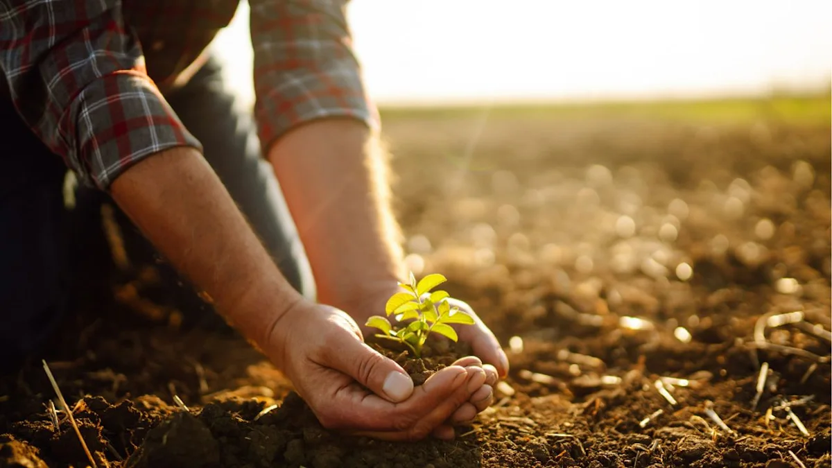 Person in plaid shirt gently holding a young seedling and soil over a cultivated field