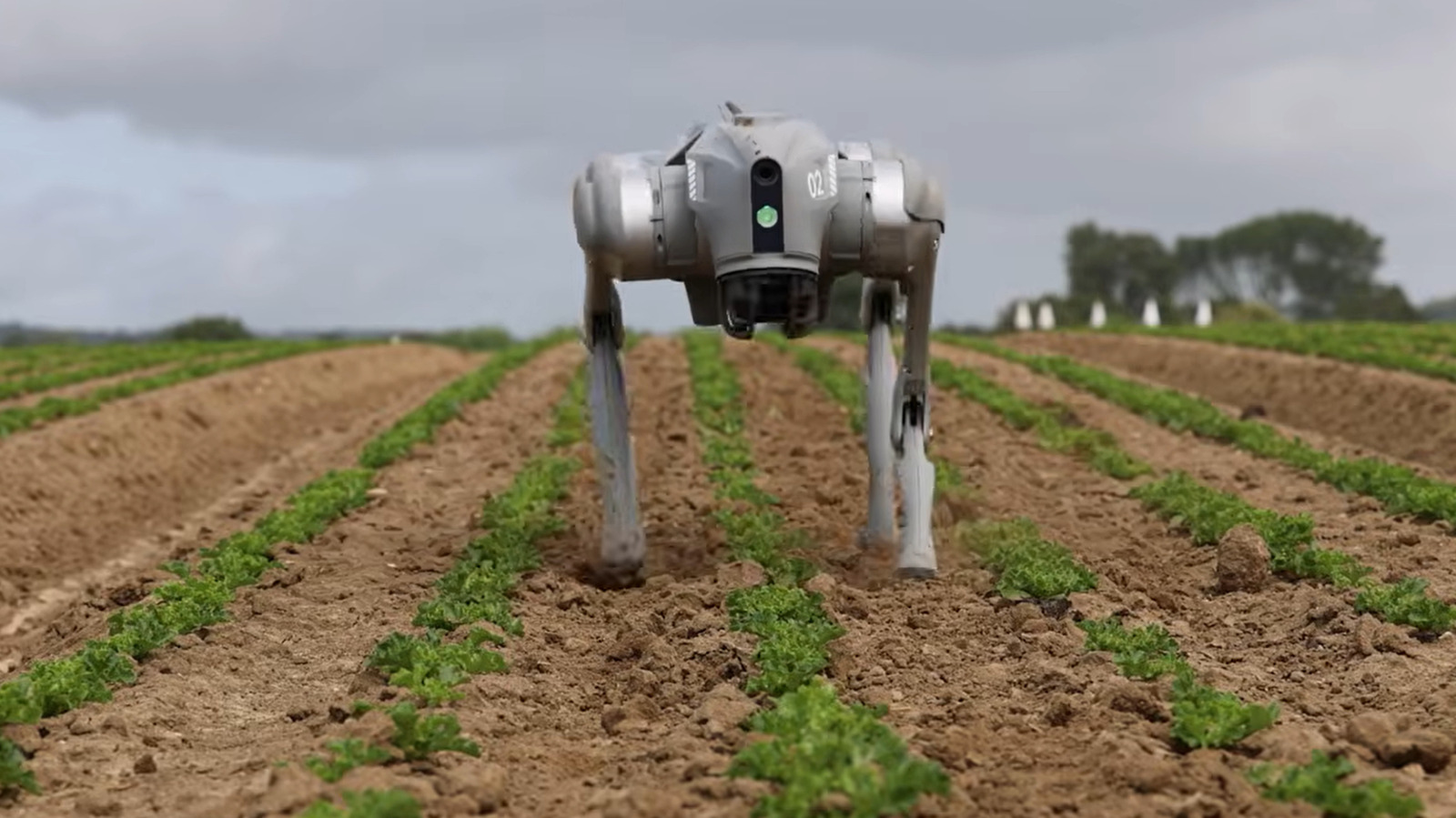 A white quadruped robot walks between rows of young crops in a cultivated field.