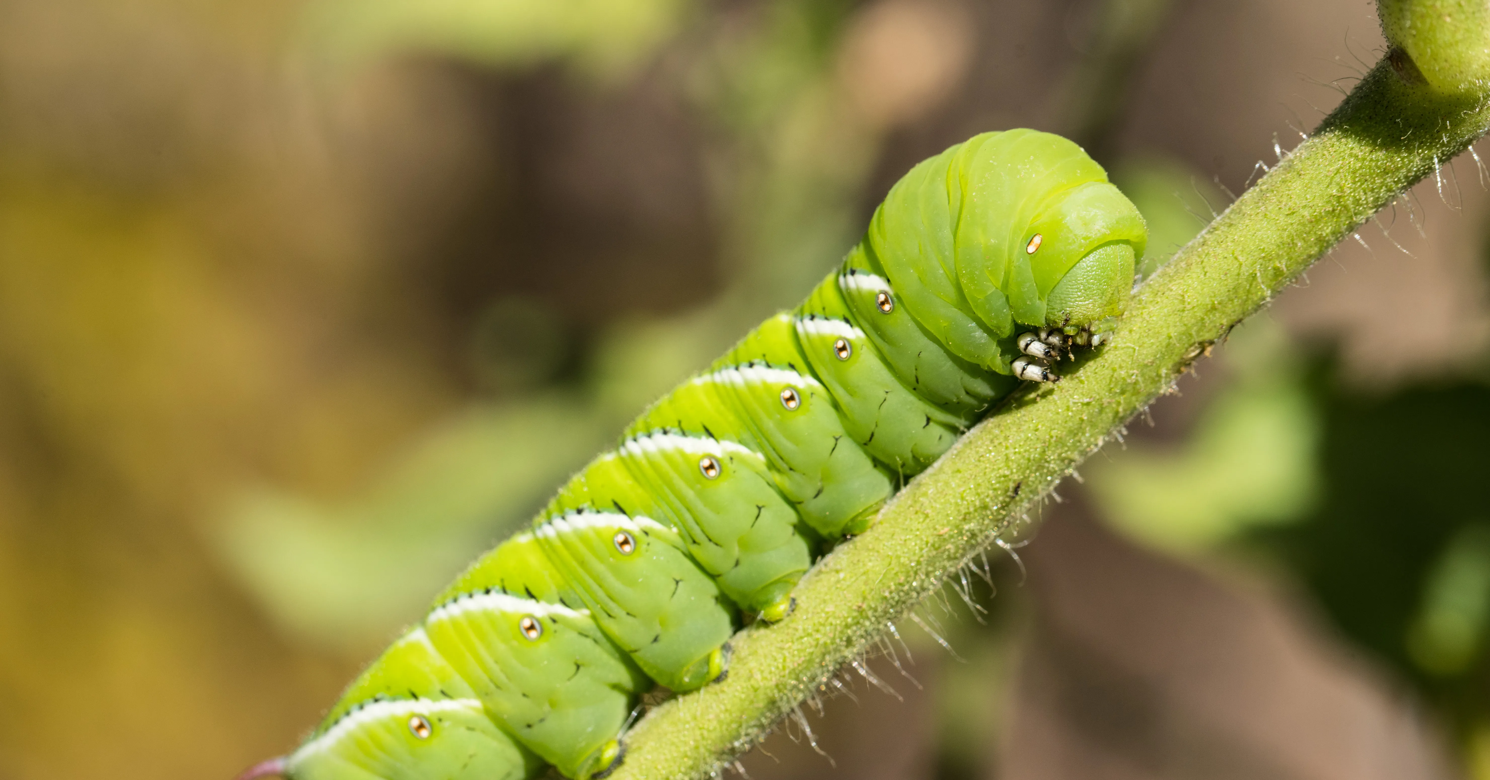 Close-up of a bright green caterpillar crawling along a fuzzy plant stem.