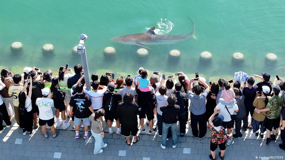 Crowd gathers along a poolside railing as a shark swims near floating buoys.