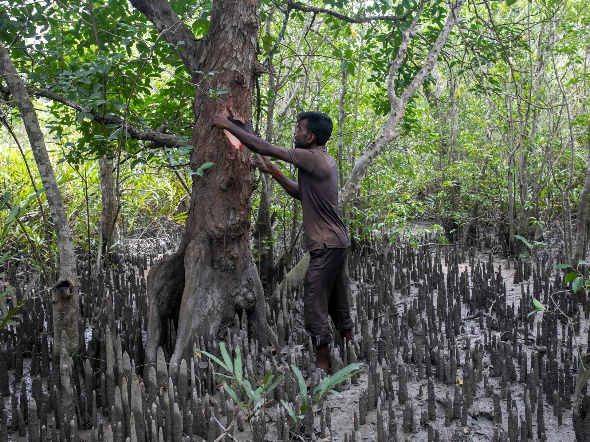 Man stripping bark from a tree amid dense mangrove vegetation and exposed pneumatophores