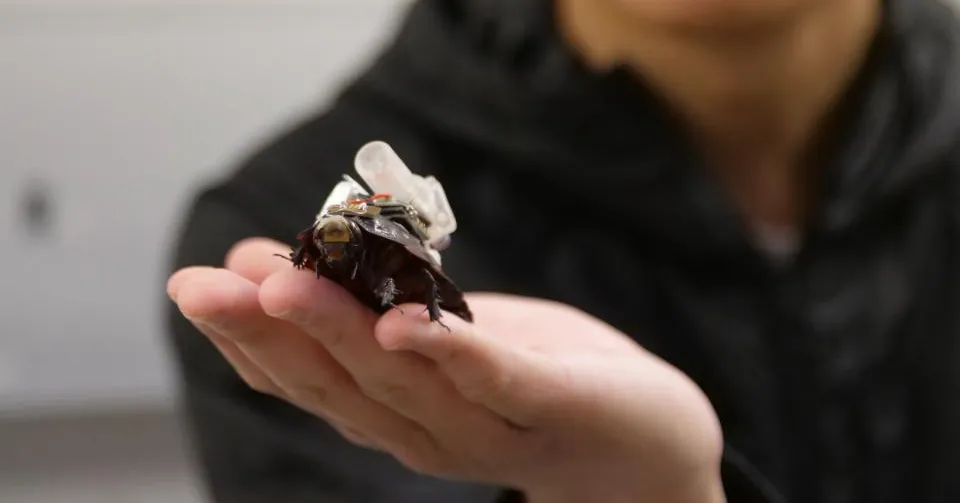 A person holds a cockroach fitted with a small electronic device on an open palm.