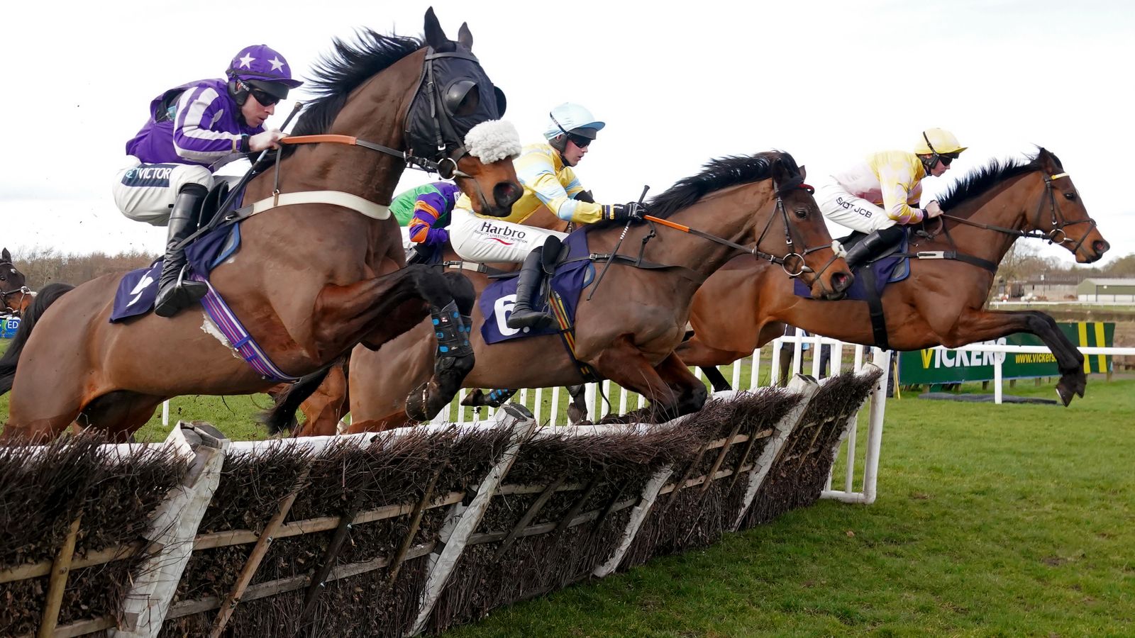 Four jockeys race horses over a brush fence during a steeplechase