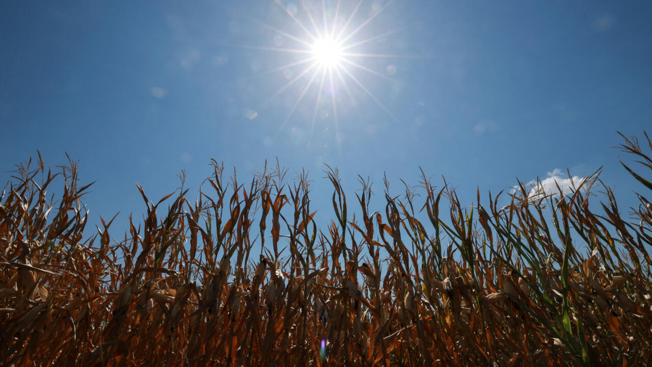 A sun shines brightly above a dry, brown field of tall crops beneath a clear blue sky.